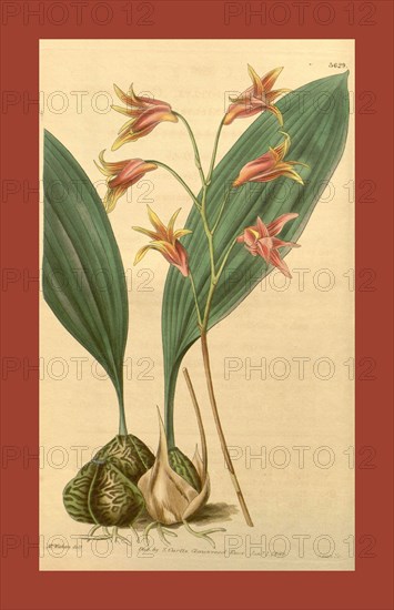 Botanical print by Augusta Innes  Withers (née Baker) (1793-1877),  an English natural history  illustrator or botanical artist.  She was 'Flower Painter in  Ordinary' to Queen Adelaide and  later to Queen Victoria. Augusta  Withers was active as a painter  from before 1827 to 1865,  exhibiting from 1829 till 1846  at the Royal Academy, the  Society of British Artists and  the New Watercolour Society.  From the Liszt Masterpieces of  Botanical Illustration  Collection.