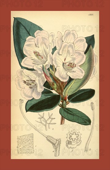 19th century botanical colour  print. Botanical illustration.  Form, colour, and details of the  plant as an art piece. From the  Liszt Masterpieces of Botanical  Illustration Collection.