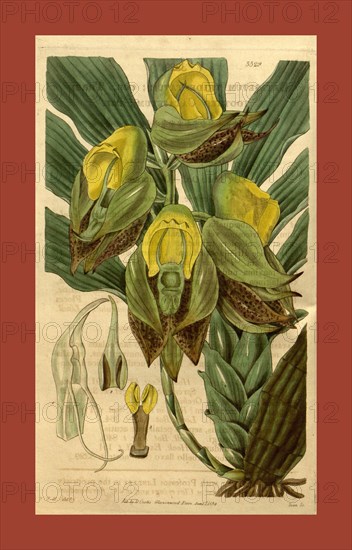 Botanical print by Sir William Jackson Hooker, FRS, 1785 â€ì 1865, English botanical illustrator. He held the post of Regius Professor of Botany at Glasgow University, and was Director of the Royal Botanic Gardens, Kew. From the Liszt Masterpieces of Botanical Illustration Collection.