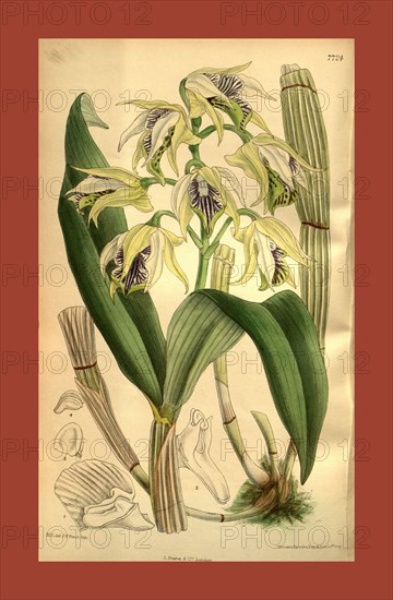 Botanical Print by Walter Hood Fitch 1817 â€ì 1892, W.H. Fitch was an botanical illustrator and artist, born in Glasgow, Scotland, UK, colour lithograph. From the Liszt Masterpieces of Botanical Illustration Collection.