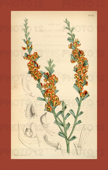 Botanical Print by Walter Hood Fitch 1817 â€ì 1892, W.H. Fitch was an botanical illustrator and artist, born in Glasgow, Scotland, UK, colour lithograph. From the Liszt Masterpieces of Botanical Illustration Collection.