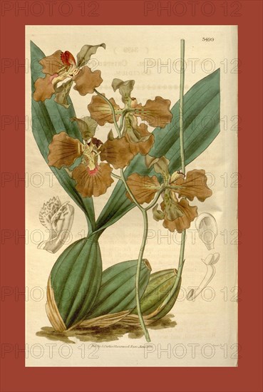 Botanical print or English natural history illustration by Joseph Swan 1796-1872, British Engraver. From the Liszt Masterpieces of Botanical Illustration Collection.