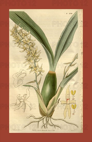 Botanical print by Sir William Jackson Hooker, FRS, 1785 â€ì 1865, English botanical illustrator. He held the post of Regius Professor of Botany at Glasgow University, and was Director of the Royal Botanic Gardens, Kew. From the Liszt Masterpieces of Botanical Illustration Collection.