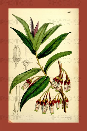 Botanical Print by Walter Hood Fitch 1817 â€ì 1892, W.H. Fitch was an botanical illustrator and artist, born in Glasgow, Scotland, UK, colour lithograph. From the Liszt Masterpieces of Botanical Illustration Collection.