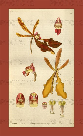 Botanical print by Sir William Jackson Hooker, FRS, 1785 â€ì 1865, English botanical illustrator. He held the post of Regius Professor of Botany at Glasgow University, and was Director of the Royal Botanic Gardens, Kew. From the Liszt Masterpieces of Botanical Illustration Collection.