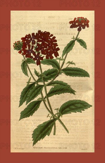 Botanical print or English natural history illustration by Joseph Swan 1796-1872, British Engraver. From the Liszt Masterpieces of Botanical Illustration Collection, 1834