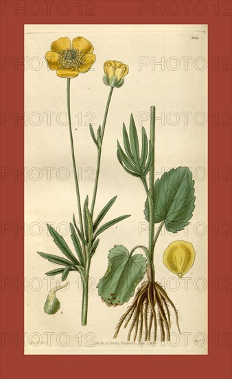 Botanical print by Sir William Jackson Hooker, FRS, 1785 â€ì 1865, English botanical illustrator. He held the post of Regius Professor of Botany at Glasgow University, and was Director of the Royal Botanic Gardens, Kew. From the Liszt Masterpieces of Botanical Illustration Collection.