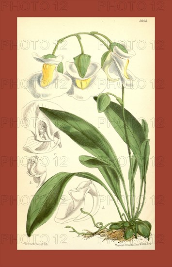 Botanical Print by Walter Hood Fitch 1817 â€ì 1892, W.H. Fitch was an botanical illustrator and artist, born in Glasgow, Scotland, UK, colour lithograph. From the Liszt Masterpieces of Botanical Illustration Collection.