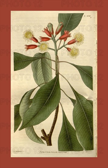 Botanical print by Sir William Jackson Hooker, FRS, 1785 â€ì 1865, English botanical illustrator. He held the post of Regius Professor of Botany at Glasgow University, and was Director of the Royal Botanic Gardens, Kew. From the Liszt Masterpieces of Botanical Illustration Collection, 1827