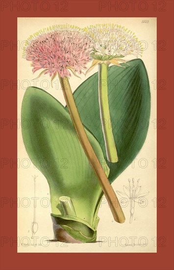 Botanical Print by Walter Hood Fitch 1817 â€ì 1892, W.H. Fitch was an botanical illustrator and artist, born in Glasgow, Scotland, UK, colour lithograph. From the Liszt Masterpieces of Botanical Illustration Collection.