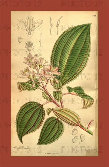 Botanical Print by Walter Hood Fitch 1817 â€ì 1892, W.H. Fitch was an botanical illustrator and artist, born in Glasgow, Scotland, UK, colour lithograph. From the Liszt Masterpieces of Botanical Illustration Collection.