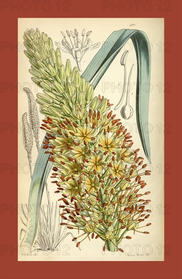 Botanical Print by Walter Hood Fitch 1817 â€ì 1892, W.H. Fitch was an botanical illustrator and artist, born in Glasgow, Scotland, UK, colour lithograph. From the Liszt Masterpieces of Botanical Illustration Collection.