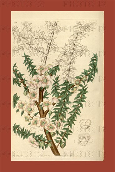 Botanical print by Sir William Jackson Hooker, FRS, 1785 â€ì 1865, English botanical illustrator. He held the post of Regius Professor of Botany at Glasgow University, and was Director of the Royal Botanic Gardens, Kew. From the Liszt Masterpieces of Botanical Illustration Collection, 1835