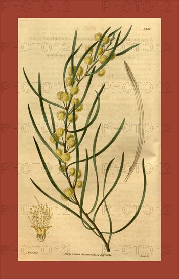 Botanical print by Sir William Jackson Hooker, FRS, 1785 â€ì 1865, English botanical illustrator. He held the post of Regius Professor of Botany at Glasgow University, and was Director of the Royal Botanic Gardens, Kew. From the Liszt Masterpieces of Botanical Illustration Collection, 1834