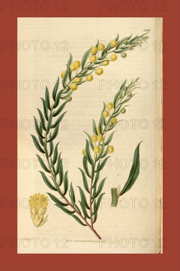 Botanical print by Sir William Jackson Hooker, FRS, 1785 â€ì 1865, English botanical illustrator. He held the post of Regius Professor of Botany at Glasgow University, and was Director of the Royal Botanic Gardens, Kew. From the Liszt Masterpieces of Botanical Illustration Collection, 1835
