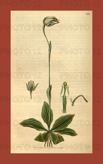 Botanical print by Sir William Jackson Hooker, FRS, 1785 â€ì 1865, English botanical illustrator. He held the post of Regius Professor of Botany at Glasgow University, and was Director of the Royal Botanic Gardens, Kew. From the Liszt Masterpieces of Botanical Illustration Collection, 1831