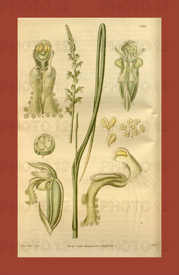 Botanical print or English natural history illustration by Joseph Swan 1796-1872, British Engraver. From the Liszt Masterpieces of Botanical Illustration Collection, 1835