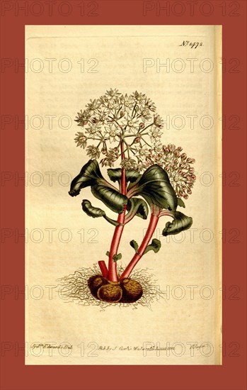Botanical print by Sydenham Teast Edwards 1768 â€ì 1819, Sydenham Edwards was a natural history illustrator, British, UK, colour lithograph, botanical artist. From the Liszt Masterpieces of Botanical Illustration Collection, 1812