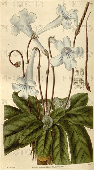 Botanical print by Sir William Jackson Hooker, FRS, 1785 â€ì 1865, English botanical illustrator. He held the post of Regius Professor of Botany at Glasgow University, and was Director of the Royal Botanic Gardens, Kew. From the Liszt Masterpieces of Botanical Illustration Collection, 1830