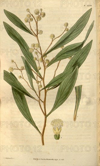 Botanical print by Sir William Jackson Hooker, FRS, 1785 â€ì 1865, English botanical illustrator. He held the post of Regius Professor of Botany at Glasgow University, and was Director of the Royal Botanic Gardens, Kew. From the Liszt Masterpieces of Botanical Illustration Collection, 1827