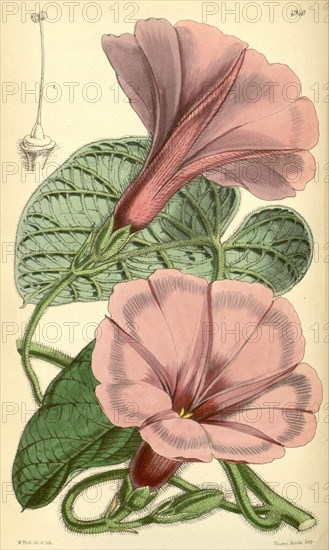 Botanical Print by Walter Hood Fitch 1817 â€ì 1892, W.H. Fitch was an botanical illustrator and artist, born in Glasgow, Scotland, UK, colour lithograph. From the Liszt Masterpieces of Botanical Illustration Collection.