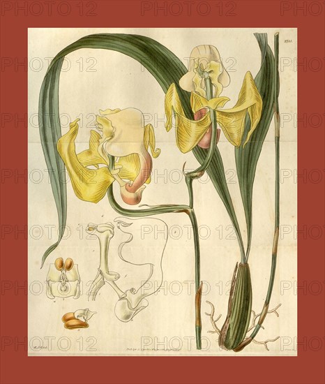 Botanical print by Sir William Jackson Hooker, FRS, 1785 â€ì 1865, English botanical illustrator. He held the post of Regius Professor of Botany at Glasgow University, and was Director of the Royal Botanic Gardens, Kew. From the Liszt Masterpieces of Botanical Illustration Collection, 1827