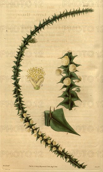 Botanical print by Sir William Jackson Hooker, FRS, 1785 â€ì 1865, English botanical illustrator. He held the post of Regius Professor of Botany at Glasgow University, and was Director of the Royal Botanic Gardens, Kew. From the Liszt Masterpieces of Botanical Illustration Collection, 1834