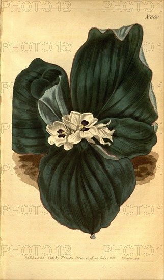 Botanical print by Sydenham Teast Edwards 1768 â€ì 1819, Sydenham Edwards was a natural history illustrator, British, UK, colour lithograph, botanical artist. From the Liszt Masterpieces of Botanical Illustration Collection, 1805