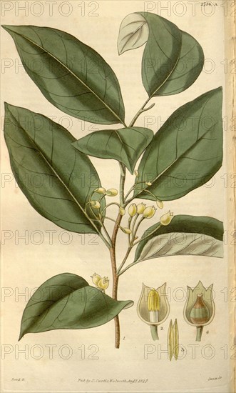 Botanical print or English natural history illustration by Joseph Swan 1796-1872, British Engraver. From the Liszt Masterpieces of Botanical Illustration Collection, 1827.