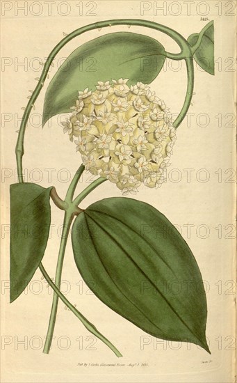 Botanical print or English natural history illustration by Joseph Swan 1796-1872, British Engraver. From the Liszt Masterpieces of Botanical Illustration Collection, 1835.