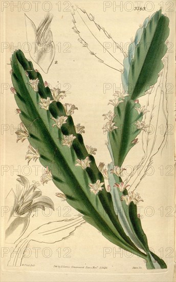 Botanical Print by Walter Hood Fitch 1817 â€ì 1892, W.H. Fitch was an botanical illustrator and artist, born in Glasgow, Scotland, UK, colour lithograph. From the Liszt Masterpieces of Botanical Illustration Collection, 1839.