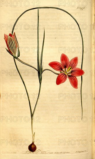 Botanical print by Sydenham Teast Edwards 1768 â€ì 1819, Sydenham Edwards was a natural history illustrator, British, UK, colour lithograph, botanical artist. From the Liszt Masterpieces of Botanical Illustration Collection.