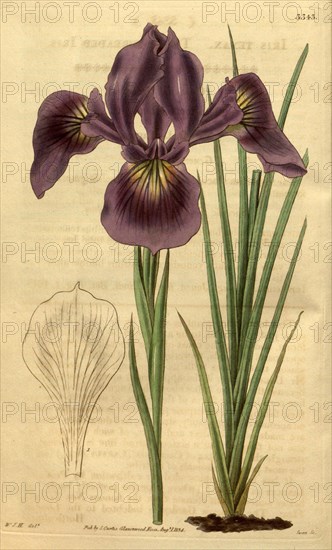 Botanical print by Sir William Jackson Hooker, FRS, 1785 â€ì 1865, English botanical illustrator. He held the post of Regius Professor of Botany at Glasgow University, and was Director of the Royal Botanic Gardens, Kew. From the Liszt Masterpieces of Botanical Illustration Collection.