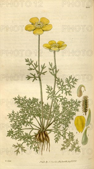 Botanical print by Sir William Jackson Hooker, FRS, 1785 â€ì 1865, English botanical illustrator. He held the post of Regius Professor of Botany at Glasgow University, and was Director of the Royal Botanic Gardens, Kew. From the Liszt Masterpieces of Botanical Illustration Collection.