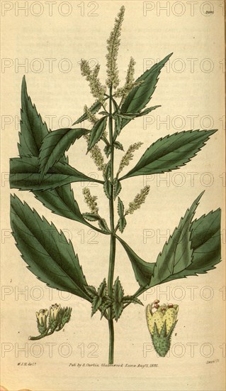 Botanical print by Sir William Jackson Hooker, FRS, 1785 â€ì 1865, English botanical illustrator. He held the post of Regius Professor of Botany at Glasgow University, and was Director of the Royal Botanic Gardens, Kew. From the Liszt Masterpieces of Botanical Illustration Collection.