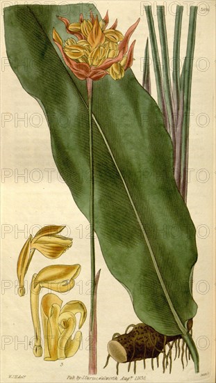 Botanical print by Sir William Jackson Hooker, FRS, 1785 â€ì 1865, English botanical illustrator. He held the post of Regius Professor of Botany at Glasgow University, and was Director of the Royal Botanic Gardens, Kew. From the Liszt Masterpieces of Botanical Illustration Collection.