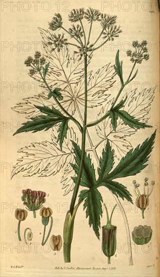 Botanical print by Sir William Jackson Hooker, FRS, 1785 â€ì 1865, English botanical illustrator. He held the post of Regius Professor of Botany at Glasgow University, and was Director of the Royal Botanic Gardens, Kew. From the Liszt Masterpieces of Botanical Illustration Collection.