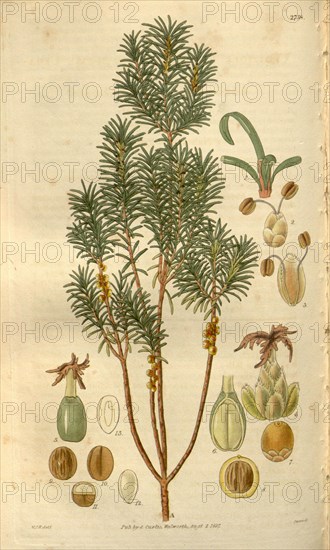 Botanical print by Sir William Jackson Hooker, FRS, 1785 â€ì 1865, English botanical illustrator. He held the post of Regius Professor of Botany at Glasgow University, and was Director of the Royal Botanic Gardens, Kew. From the Liszt Masterpieces of Botanical Illustration Collection.