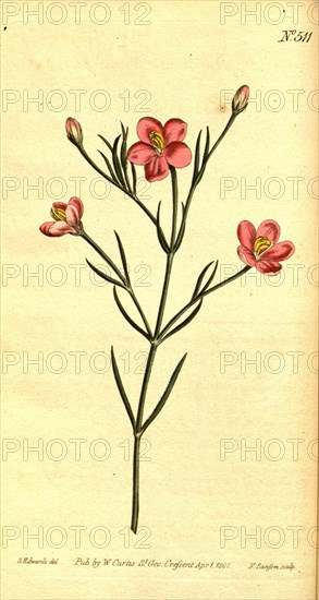 Botanical print by Sydenham Teast Edwards 1768 â€ì 1819, Sydenham Edwards was a natural history illustrator, British, UK, colour lithograph, botanical artist. From the Liszt Masterpieces of Botanical Illustration Collection, 1801