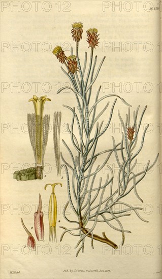 Botanical print by Sir William Jackson Hooker, FRS, 1785 â€ì 1865, English botanical illustrator. He held the post of Regius Professor of Botany at Glasgow University, and was Director of the Royal Botanic Gardens, Kew. From the Liszt Masterpieces of Botanical Illustration Collection, 1827.