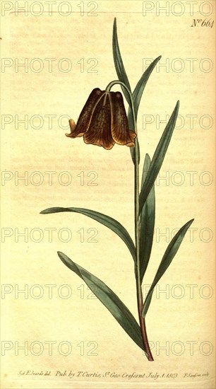 Botanical print by Sydenham Teast Edwards 1768 â€ì 1819, Sydenham Edwards was a natural history illustrator, British, UK, colour lithograph, botanical artist. From the Liszt Masterpieces of Botanical Illustration Collection.