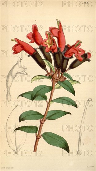 Botanical Print by Walter Hood Fitch 1817 â€ì 1892, W.H. Fitch was an botanical illustrator and artist, born in Glasgow, Scotland, UK, colour lithograph. From the Liszt Masterpieces of Botanical Illustration Collection.