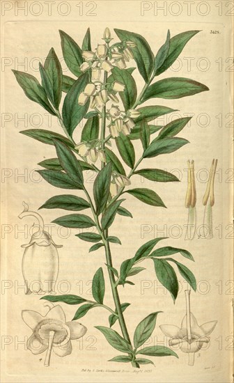 Botanical print or English natural history illustration by Joseph Swan 1796-1872, British Engraver. From the Liszt Masterpieces of Botanical Illustration Collection.