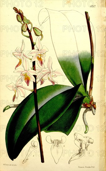 Botanical Print by Walter Hood Fitch 1817 â€ì 1892, W.H. Fitch was an botanical illustrator and artist, born in Glasgow, Scotland, UK, colour lithograph. From the Liszt Masterpieces of Botanical Illustration Collection.