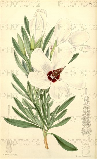 Botanical Print by Walter Hood Fitch 1817 â€ì 1892, W.H. Fitch was an botanical illustrator and artist, born in Glasgow, Scotland, UK, colour lithograph. From the Liszt Masterpieces of Botanical Illustration Collection.