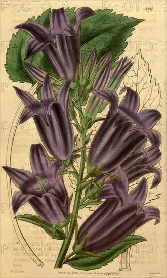 Botanical print by Sir William Jackson Hooker, FRS, 1785 â€ì 1865, English botanical illustrator. He held the post of Regius Professor of Botany at Glasgow University, and was Director of the Royal Botanic Gardens, Kew. From the Liszt Masterpieces of Botanical Illustration Collection.