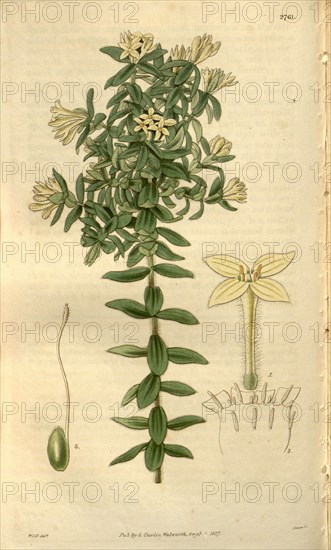 Botanical print by Sir William Jackson Hooker, FRS, 1785 â€ì 1865, English botanical illustrator. He held the post of Regius Professor of Botany at Glasgow University, and was Director of the Royal Botanic Gardens, Kew. From the Liszt Masterpieces of Botanical Illustration Collection.