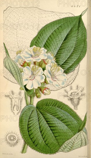 Botanical Print by Walter Hood Fitch 1817 â€ì 1892, W.H. Fitch was an botanical illustrator and artist, born in Glasgow, Scotland, UK, colour lithograph. From the Liszt Masterpieces of Botanical Illustration Collection.