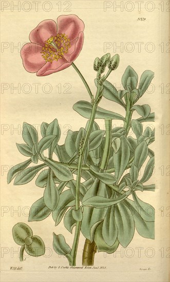 Botanical print by Sir William Jackson Hooker, FRS, 1785 â€ì 1865, English botanical illustrator. He held the post of Regius Professor of Botany at Glasgow University, and was Director of the Royal Botanic Gardens, Kew. From the Liszt Masterpieces of Botanical Illustration Collection.