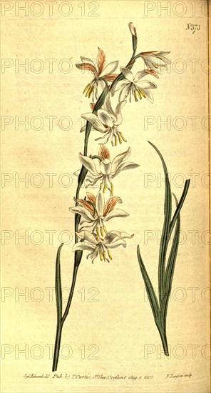 Botanical print by Sydenham Teast Edwards 1768 â€ì 1819, Sydenham Edwards was a natural history illustrator, British, UK, colour lithograph, botanical artist. From the Liszt Masterpieces of Botanical Illustration Collection.